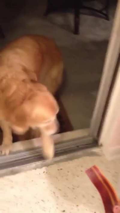 Dog doesn&rsquo;t realize that he can just go through