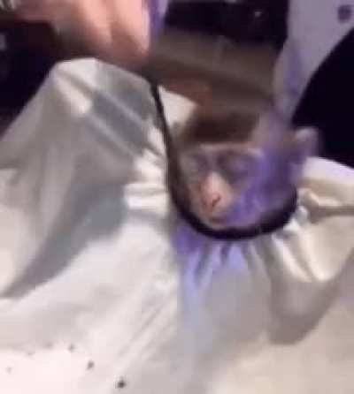 monke do be getting that trim doe