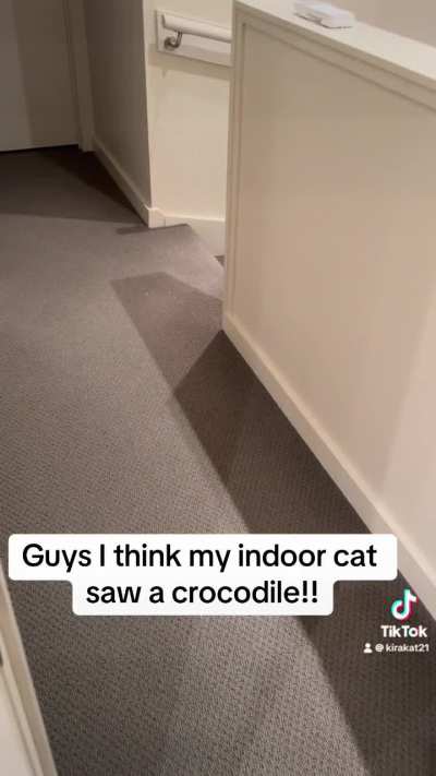 My cat, the screamer
