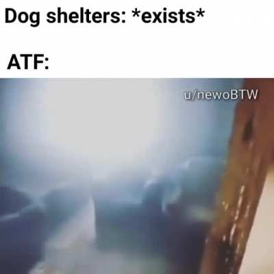 "Sir, the dogs were armed"