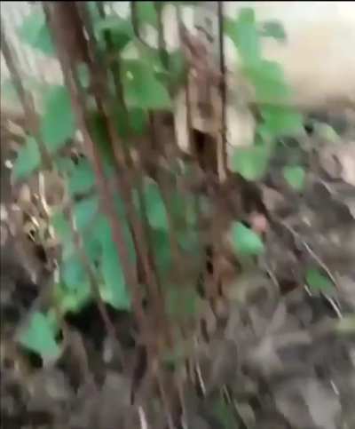 Rare find