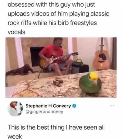 Birb Freestyle