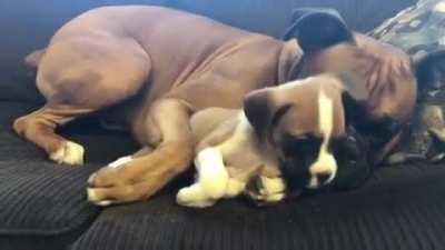 dogNew puppy doesn't let old dog get much sleep.