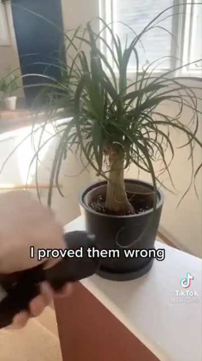 Plant photography at its finest