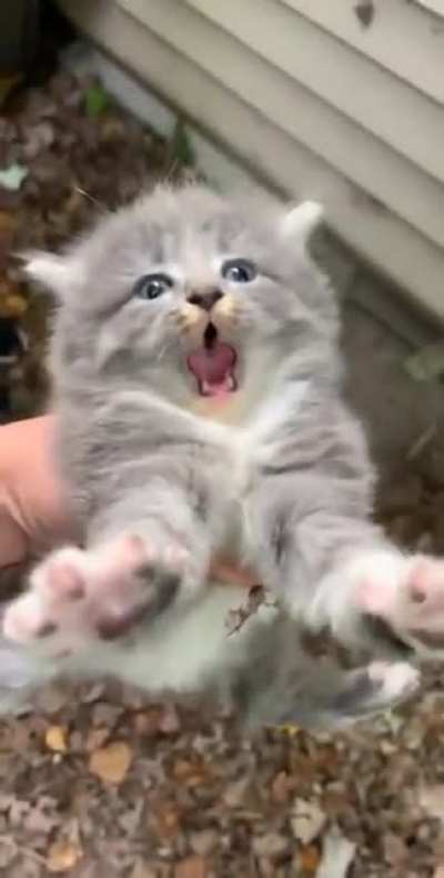 Small body, big scream