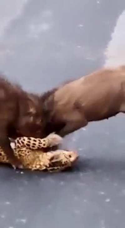 Wild bores are known to kill Leopards.
