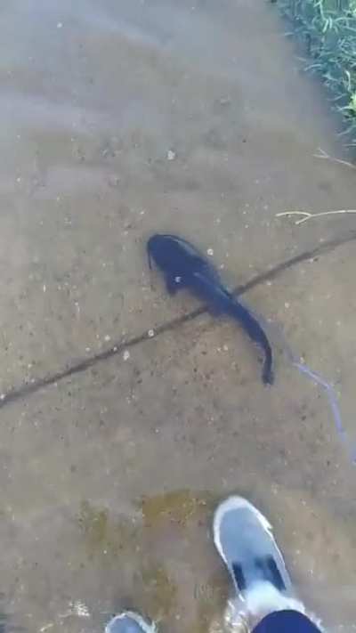 Taking a catfish for a walk during a flood