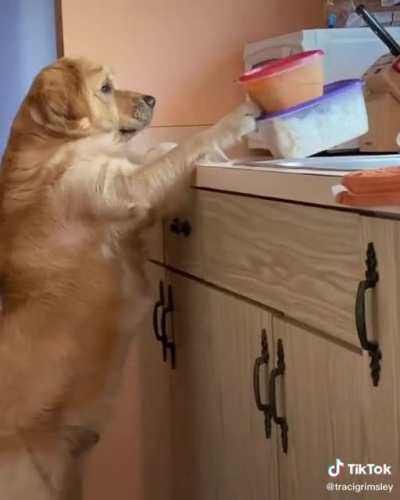 Doggo caught in the act