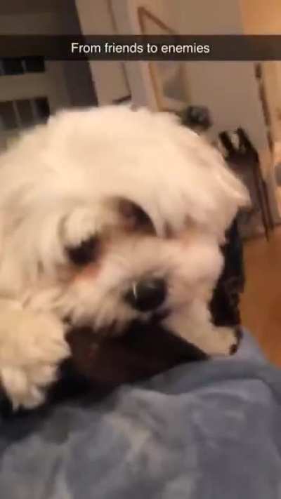 He&rsquo;s just a nice pup, too cute to...