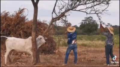 WCGW helping a cow