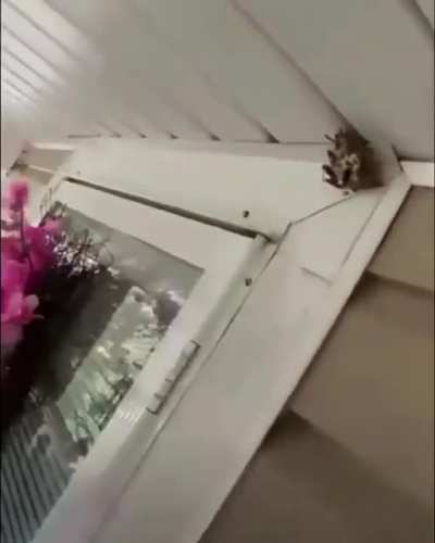 "You wanted him bitch?" Tough guy eats wasp nest to show he's the alpha.