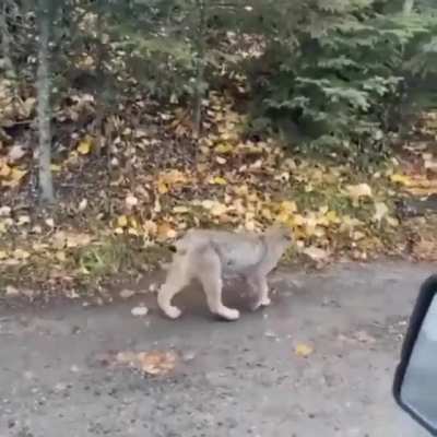 🔥 Driver has a rare close encounter with a Canadian Lynx and her kittens
