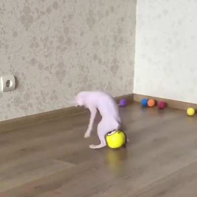 He doesn't sports very well.