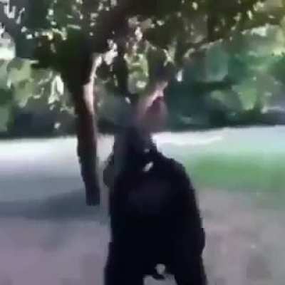 Noooo