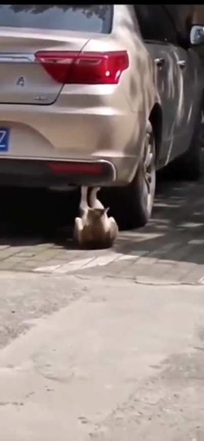Not sure if this is a workout routine or a broken cat, but sure is fun to look at