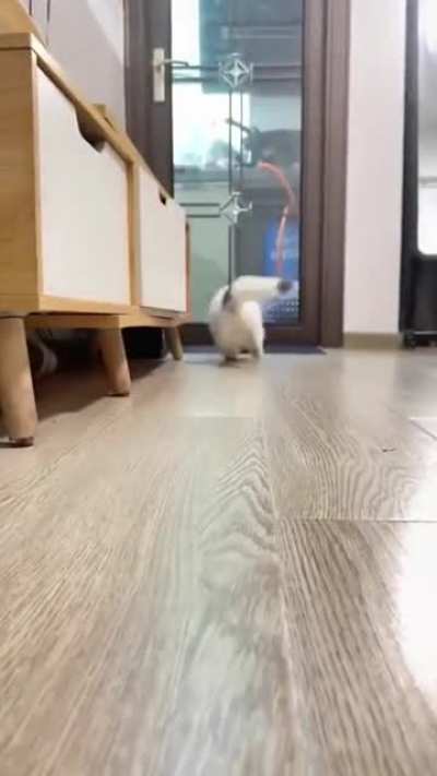Kitty plays fetch
