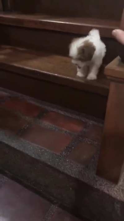 Teaching Toffee how to climb down the stairs