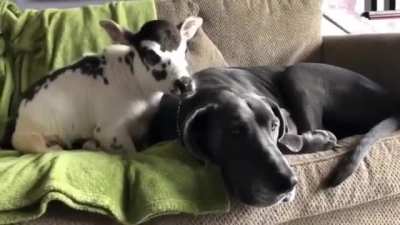 When the Baby Cows think that the Dog is a Big Cow