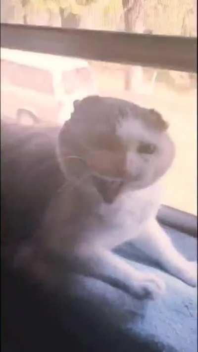 our cat doesn't like carti ):