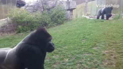 WCGW teasing off a gorilla in a glass cage