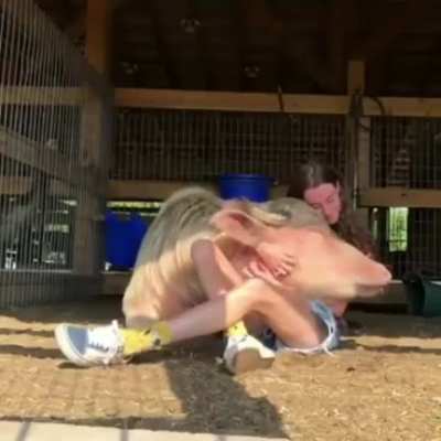 A happy lapcow