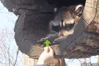 Upvote for a friend