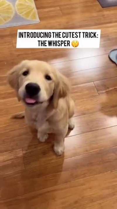 Smart doggo