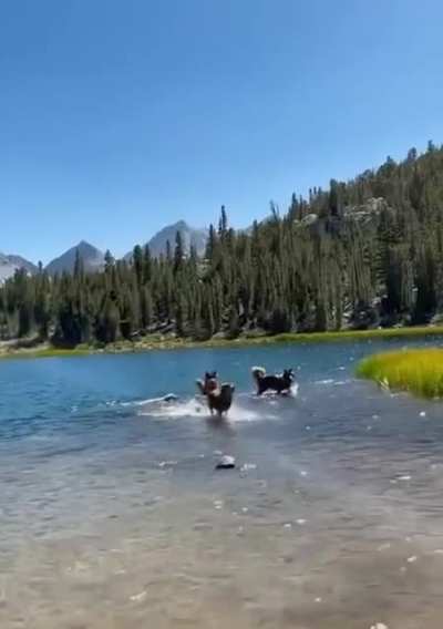 Doggie heaven