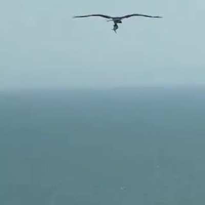 flying shark