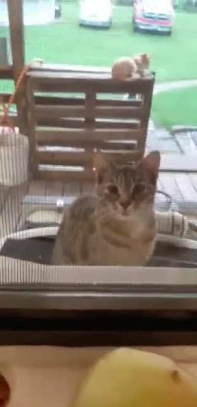 My little cat buddy :&amp;gt;