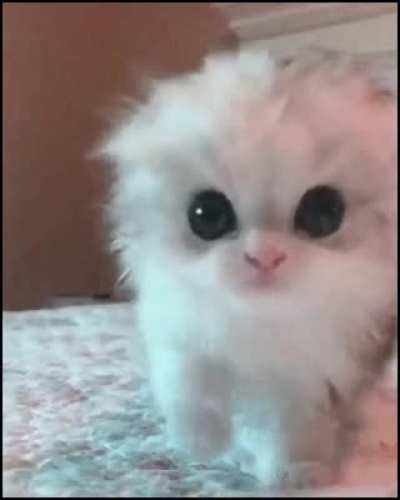 Ultra cute fluff