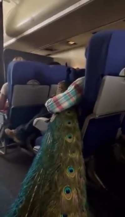 Woman brings a Peacock on a plane
