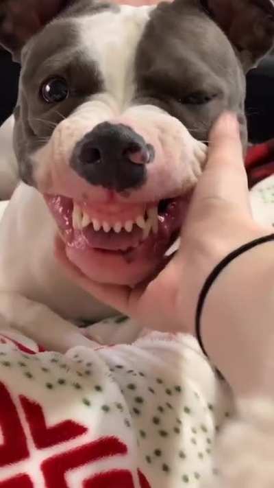 Pet the damn dog
