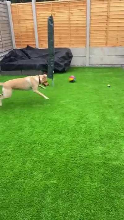[OC] Why won&rsquo;t you play with me, Mr Fox?