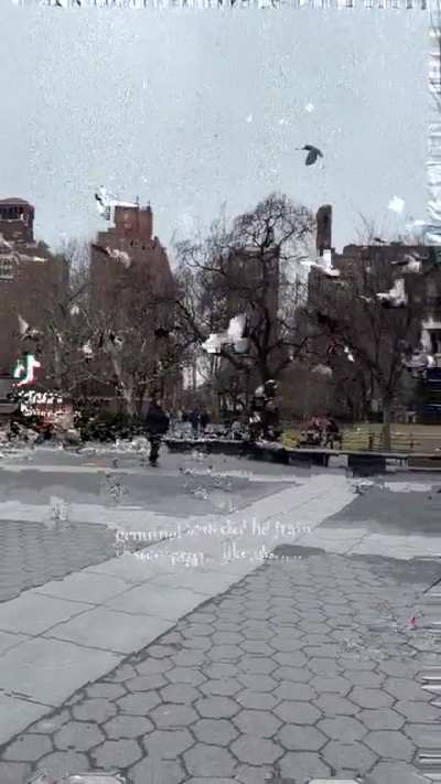 The pigeon master