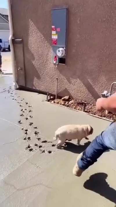 Pug: I remember it was fine yesterday, but why it's sticky today?