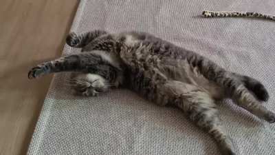 My husband said our cat is Reddit Worthy 😊