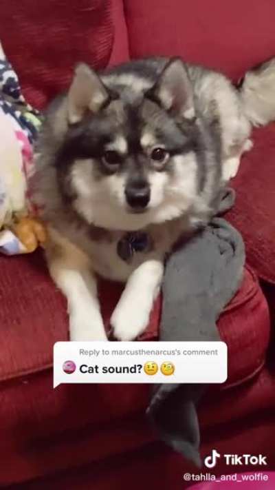 Cat or dog?