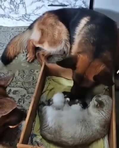 Safest family