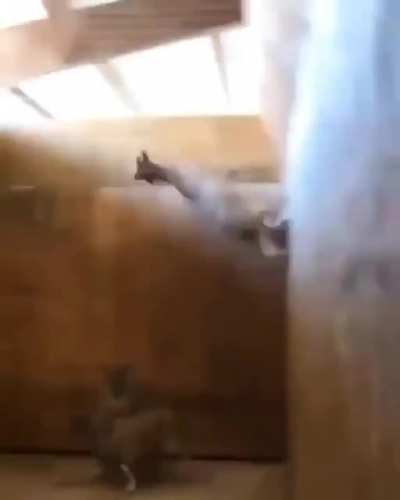 Goats being Goats