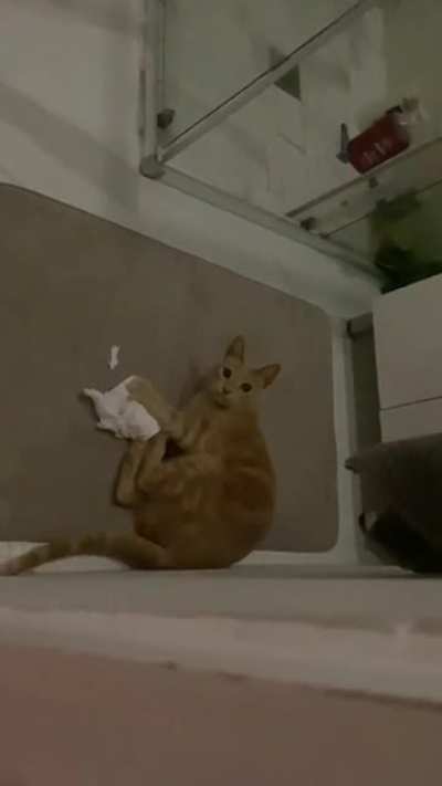 The toilet paper thief