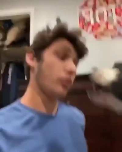 Perro puto
