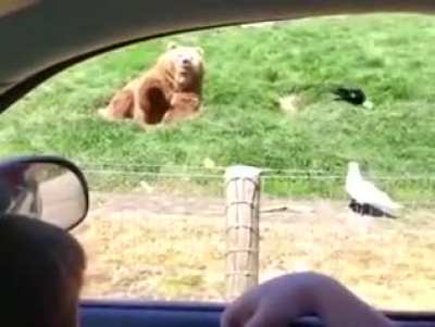 This bear is toast