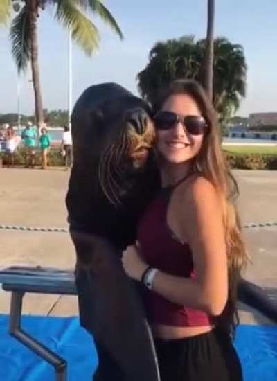 Suave and photogenic seal