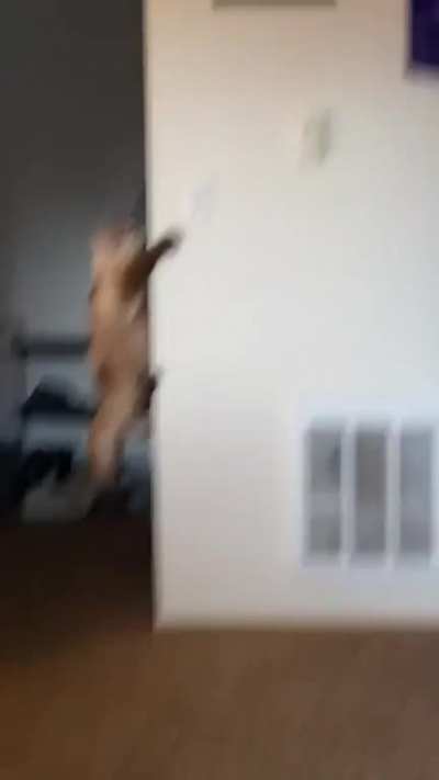 My cat showed us for the first time that he&rsquo;s a spider cat