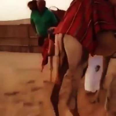 Persian Camel 🐫
