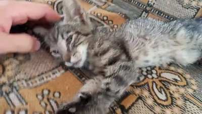 Could someone help me with this little kitten? I found him in my yard and I would like to take care of him. I would like some nutrition tips. It is very weak, skin and bone.