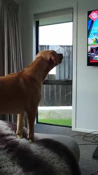 Maggie really doesn't like Rev
