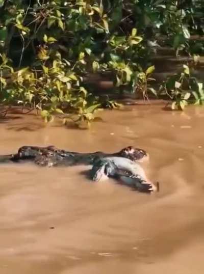 Of a croc