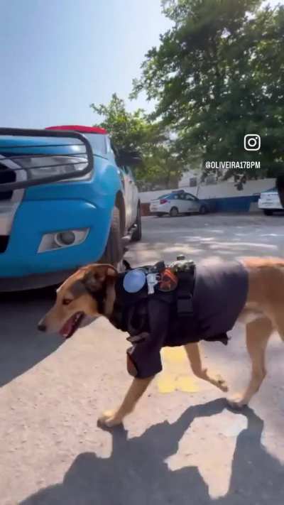 Hoje eu descobri que a PM tem um puli&ccedil;a caramelo
